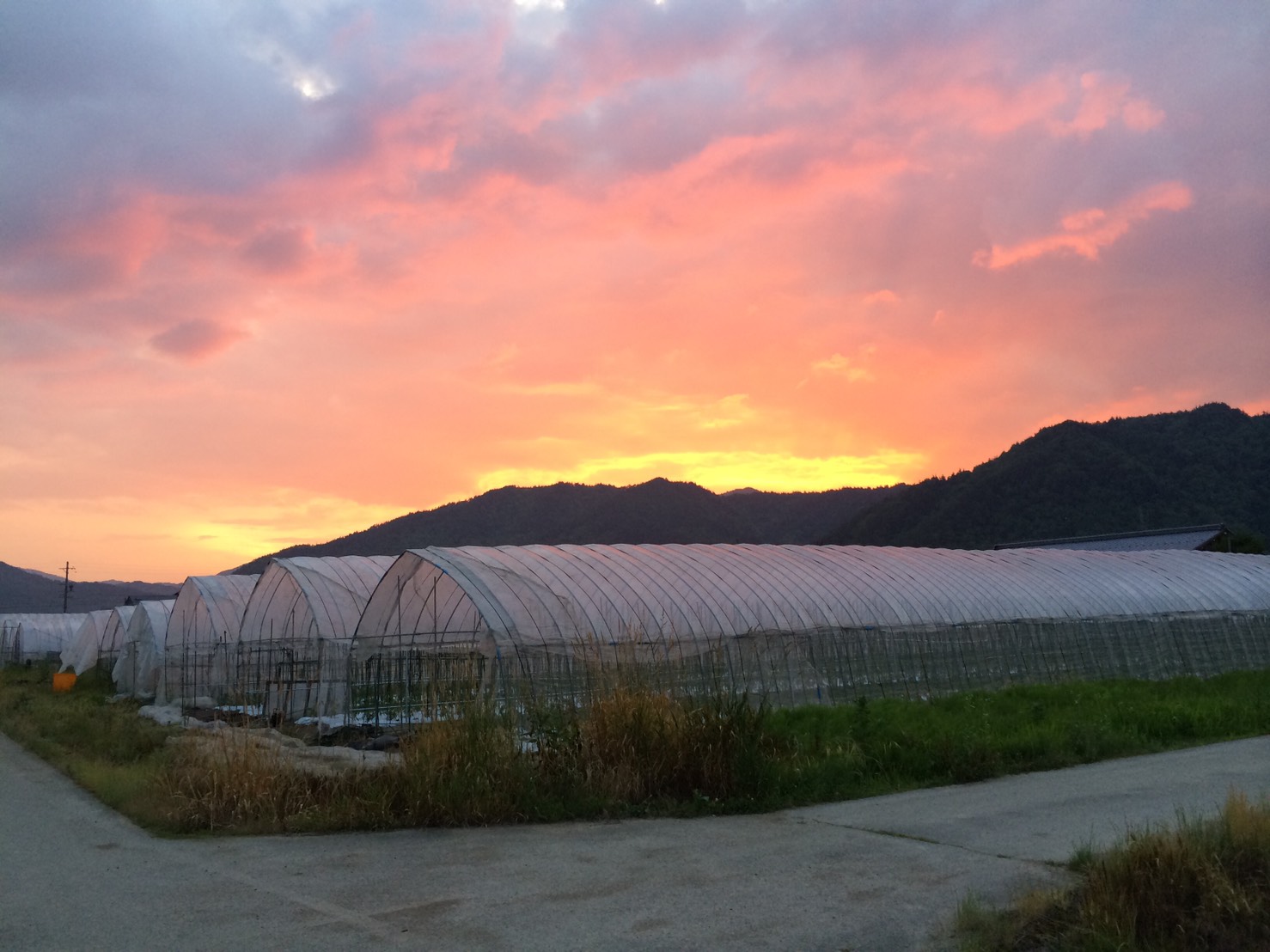 Seedlings and Products