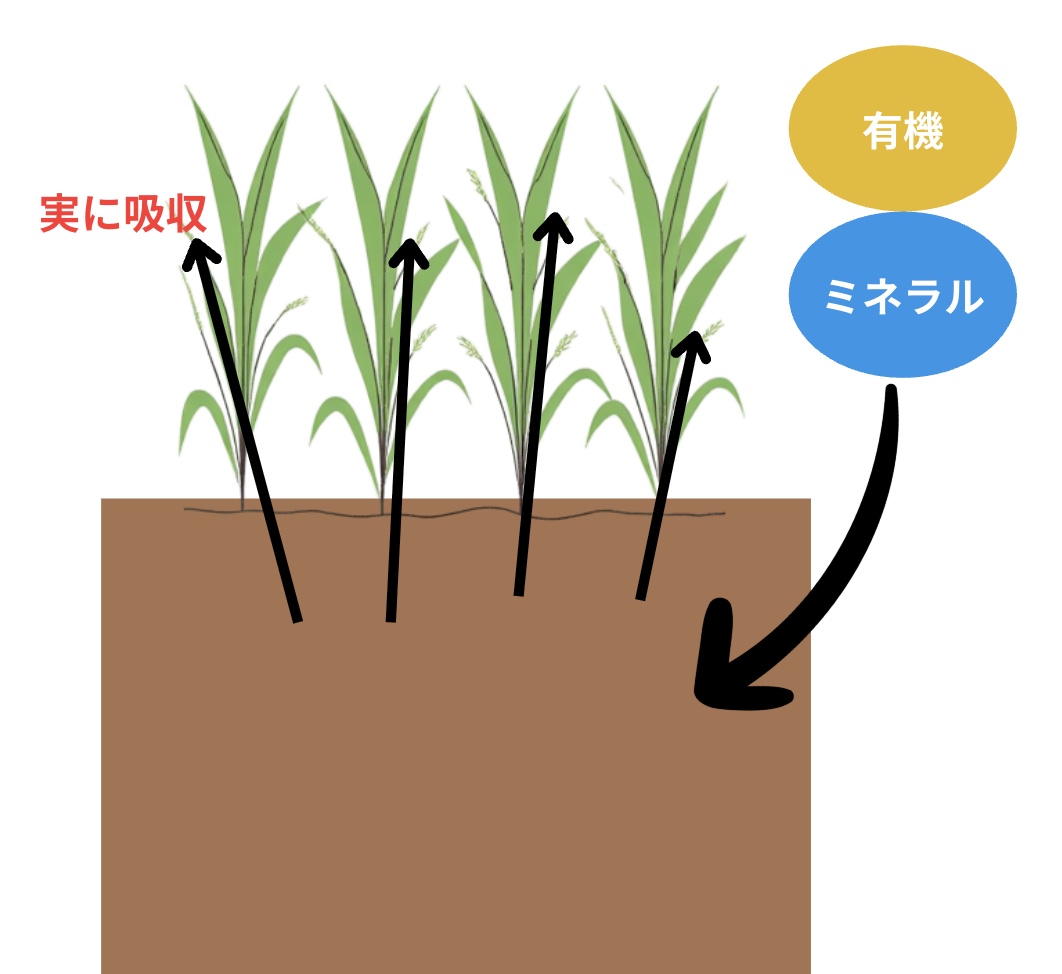 Fertilizer and Beans