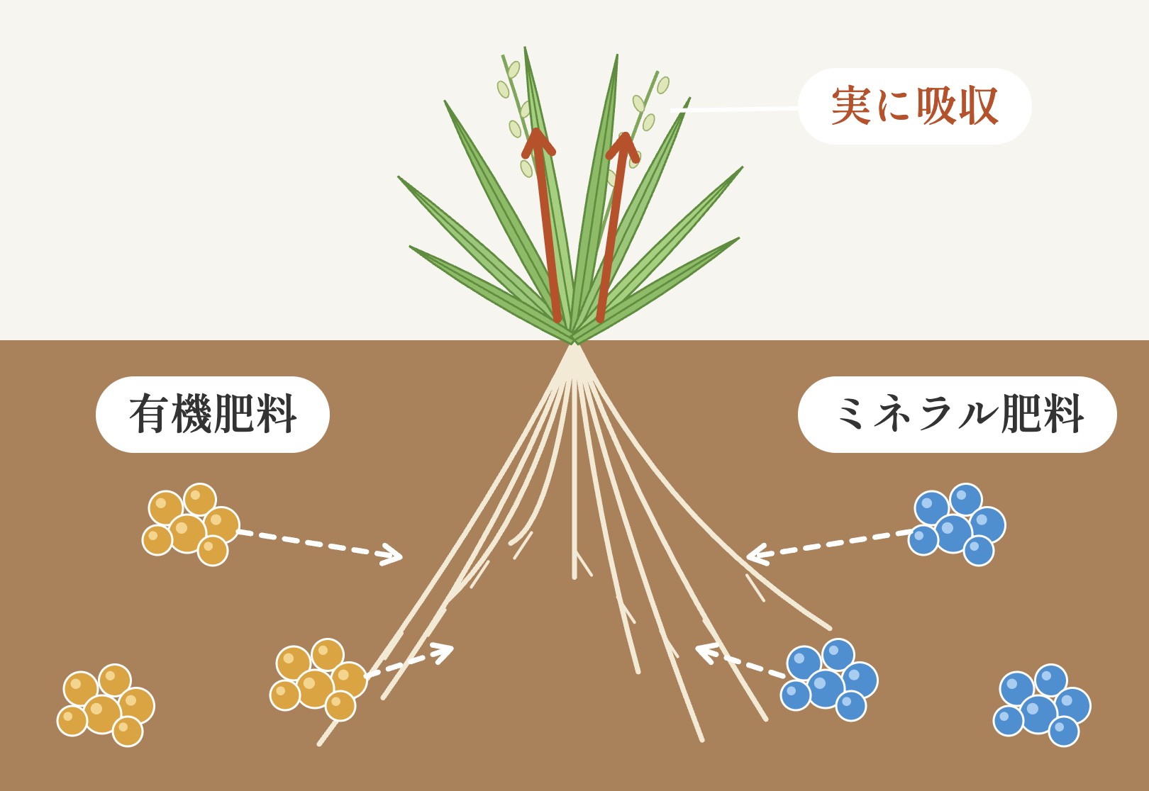 肥料イメージ図